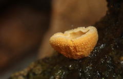 Cyphella ferruginea