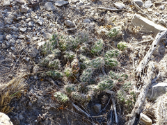 Grusonia
