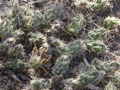 Grusonia