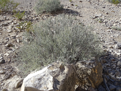 Sericodes greggii