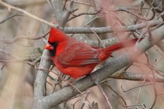 Cardinalis cardinalis cardinalis
