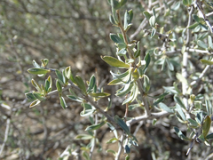 Sericodes greggii