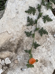 Sphaeralcea pedatifida