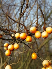 Hippophae rhamnoides