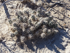 Grusonia