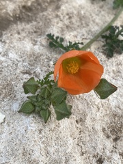 Sphaeralcea pedatifida