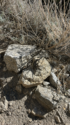 iNaturalist observation photo of Western Fence Lizard