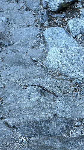iNaturalist observation photo of California Mountain Kingsnake