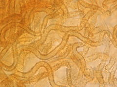 Cyphella ferruginea