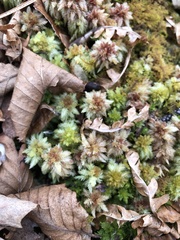 Sphagnum magellanicum