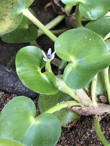 Heteranthera pauciflora