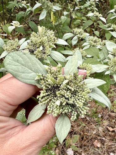 Whiteleaf Mountain Mint (Pycnanthemum albescens)