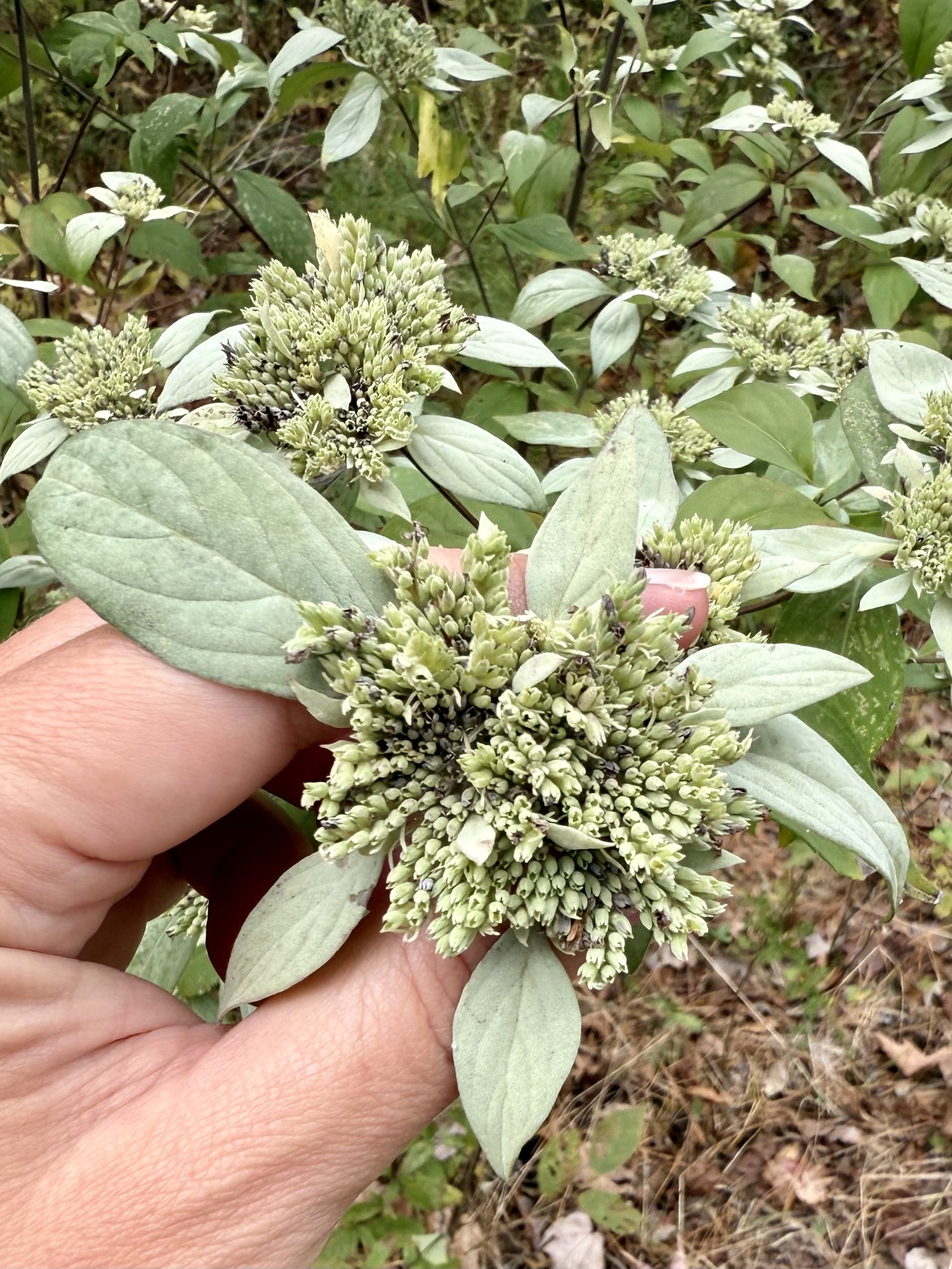 Whiteleaf Mountain Mint (Pycnanthemum albescens)