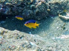 Stegastes flavilatus