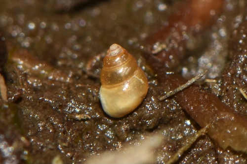 Floridobia