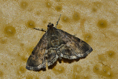 Hymenia perspectalis