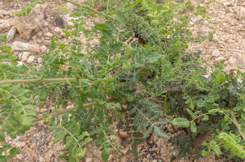 Boswellia sacra
