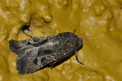 Eriopygini