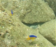 Stegastes flavilatus