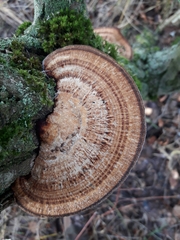 Daedaleopsis confragosa