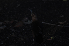 Quiscalus mexicanus
