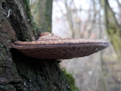 Daedaleopsis confragosa