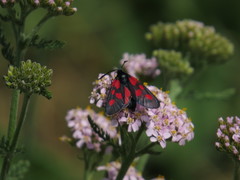 Zygaena viciae