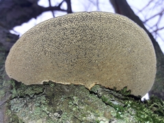 Daedaleopsis confragosa