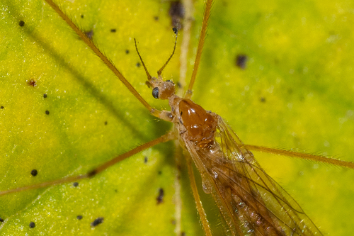 Unknown species found near Washington County, MD, USA