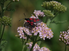 Zygaena viciae