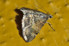 Hymenia perspectalis