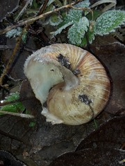 Helix pomatia