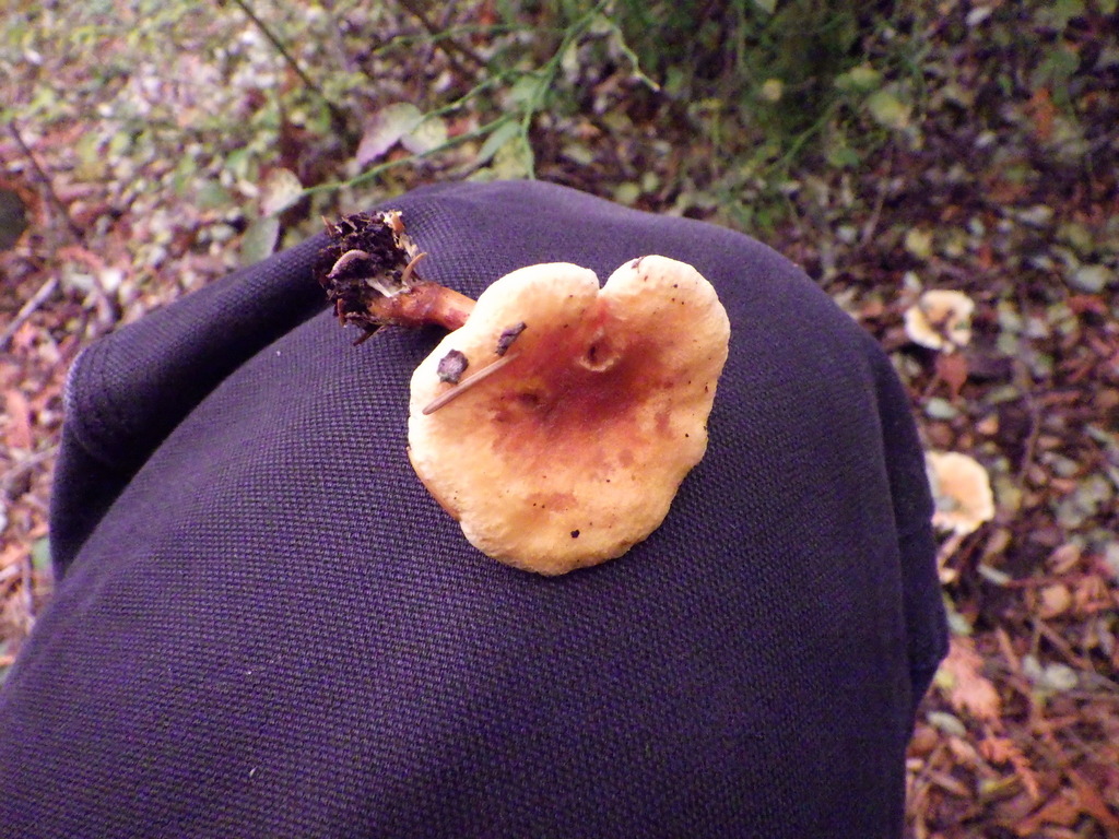 Hygrophoropsis aurantiaca · October 2025 · photo: © antonioverdi (iNaturalist, cc0)