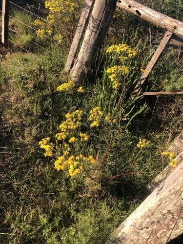 Senecio brasiliensis