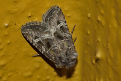 Eriopygini