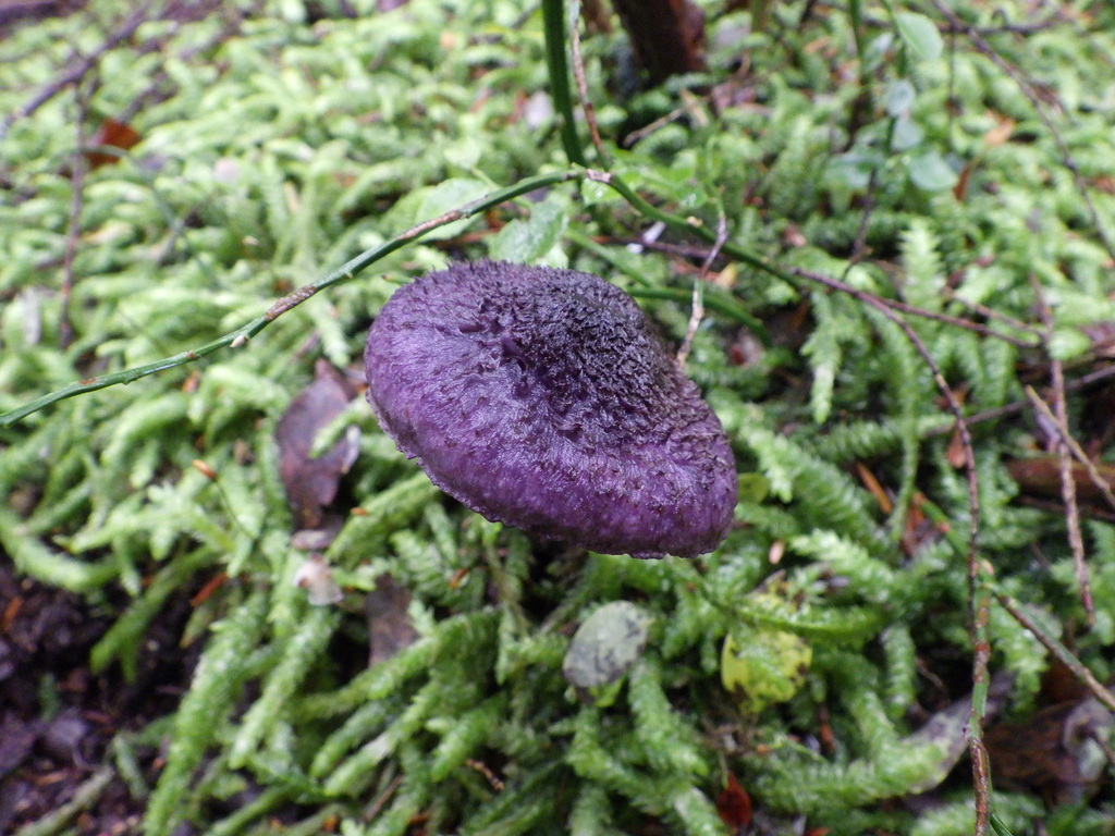 Cortinarius violaceus · November 2025 · photo: © antonioverdi (iNaturalist, cc0)