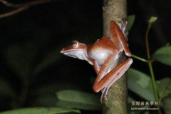 Polypedates colletti