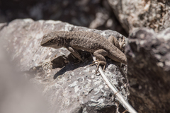 Liolaemus fitzgeraldi