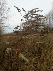 Solidago canadensis