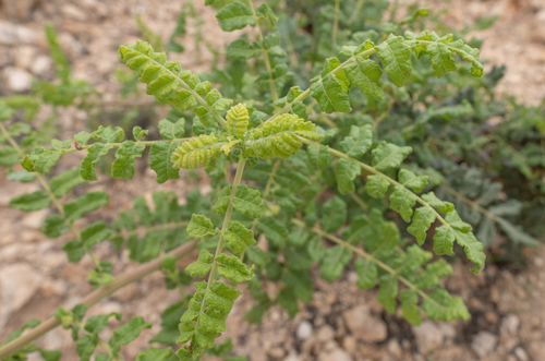 Boswellia sacra