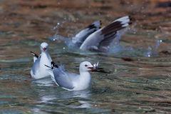 Chroicocephalus novaehollandiae novaehollandiae