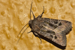 Eriopygini