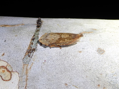 Stenocotis