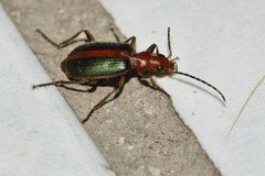 Brachinus cinctipennis