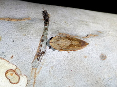 Stenocotis