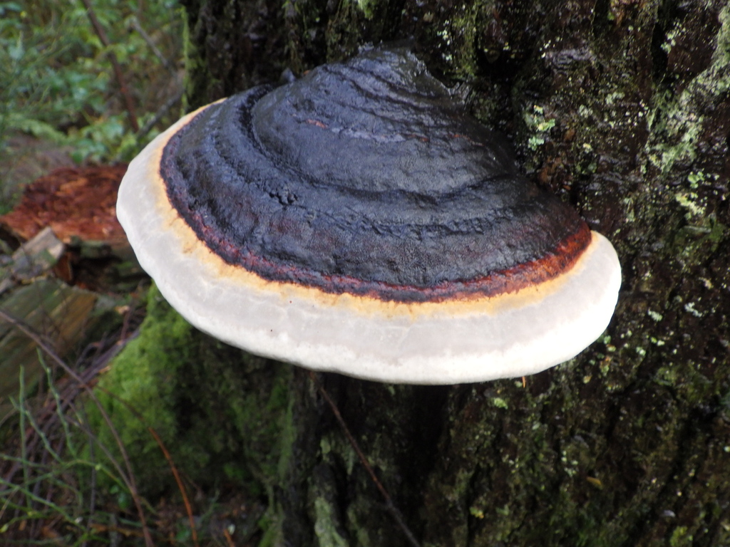 Fomitopsis mounceae · November 2025 · photo: © antonioverdi (iNaturalist, cc0)