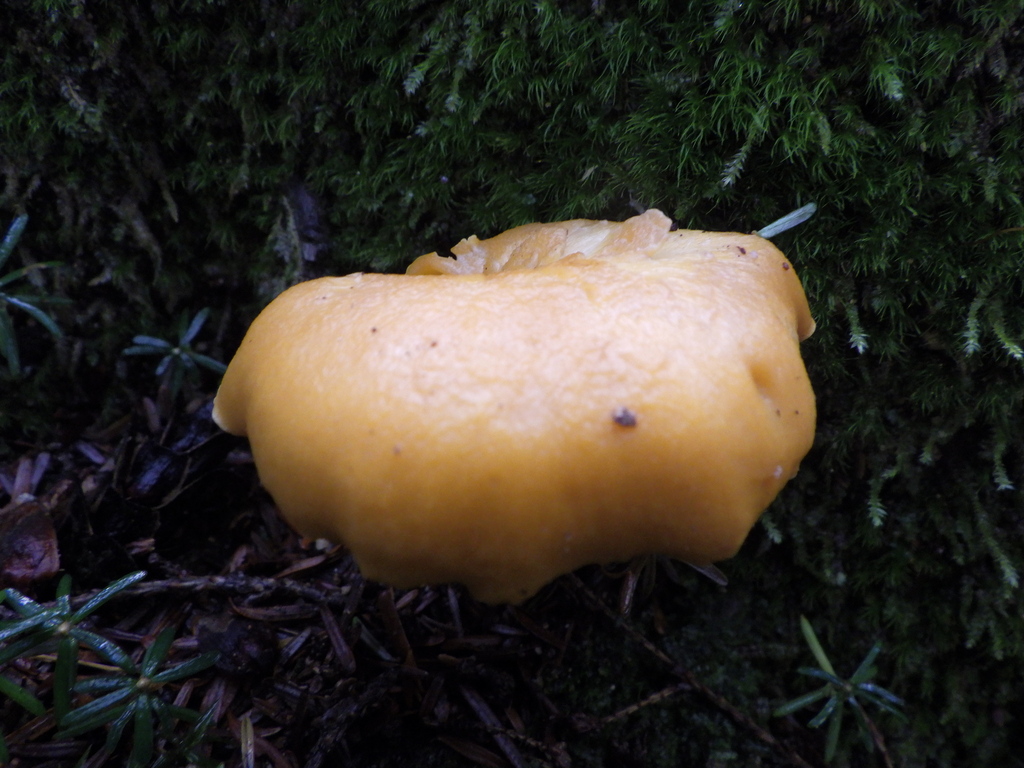 Cantharellus formosus · November 2025 · photo: © antonioverdi (iNaturalist, cc0)