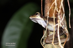 Polypedates macrotis