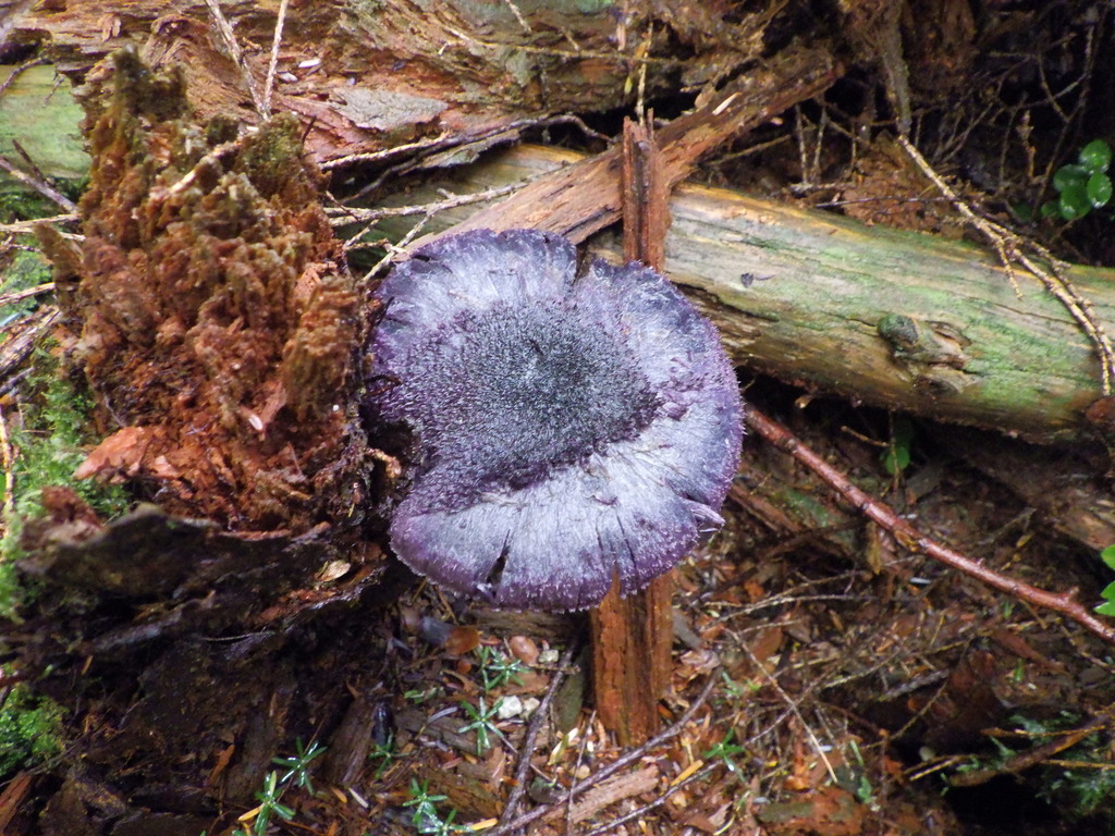 Cortinarius violaceus · November 2025 · photo: © antonioverdi (iNaturalist, cc0)