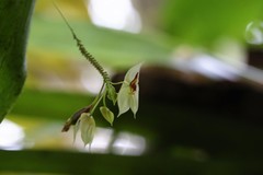Lepanthes nicolasii